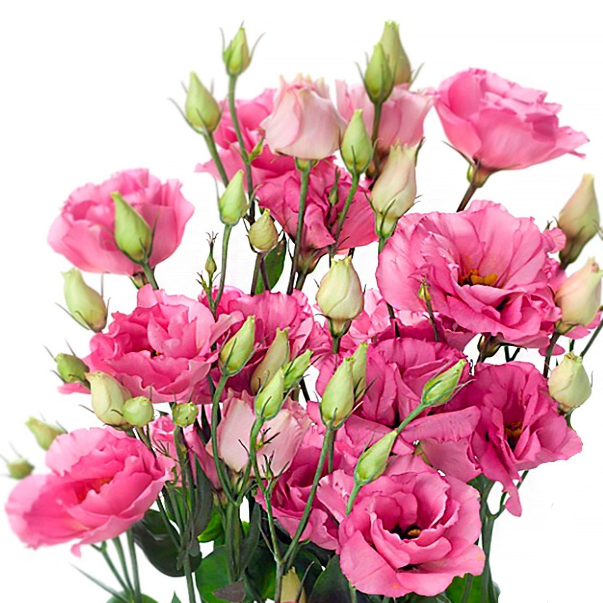 Эустома лизиантус махровая