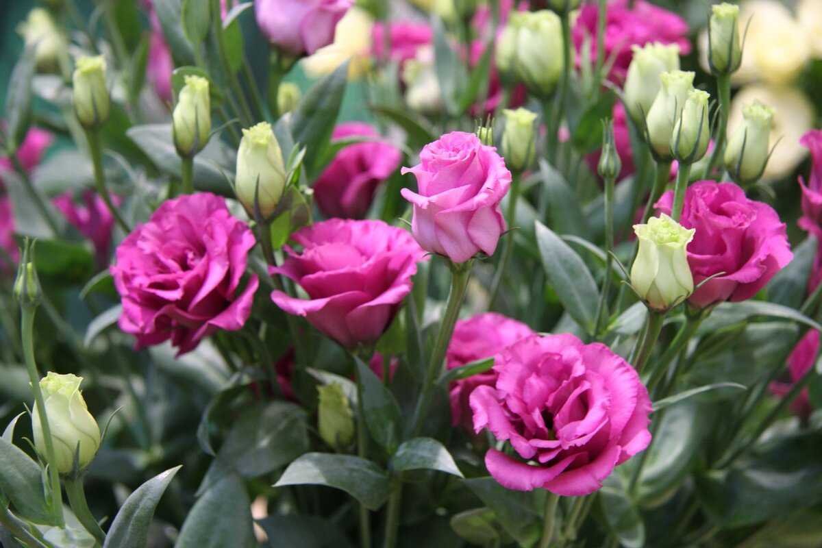 Эустома Мисти Блю