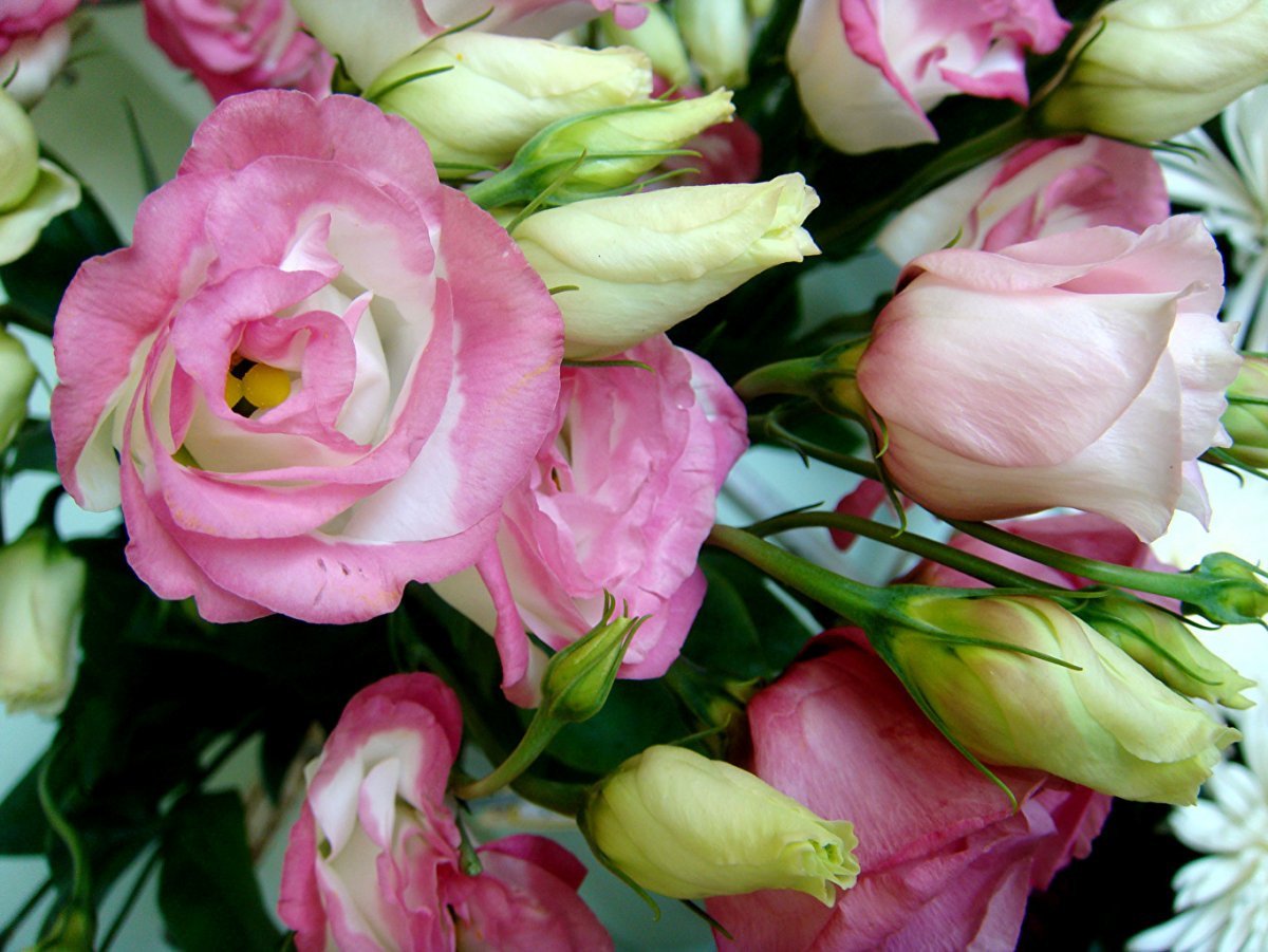 Эустома микс