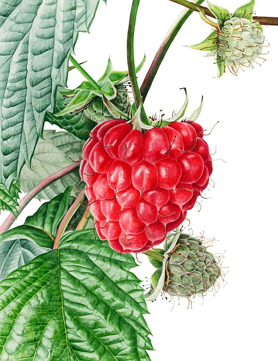 Малина акварель