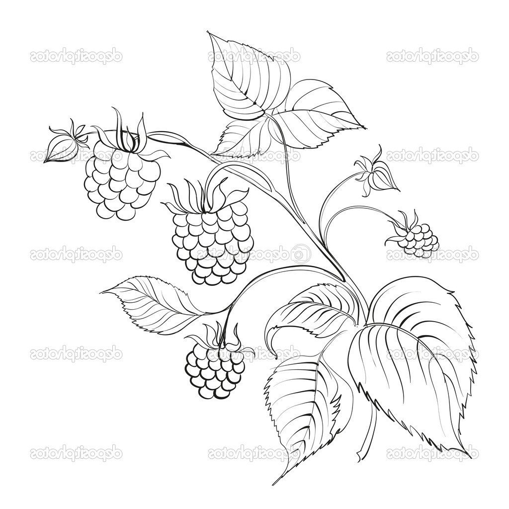 Куст малины раскраска