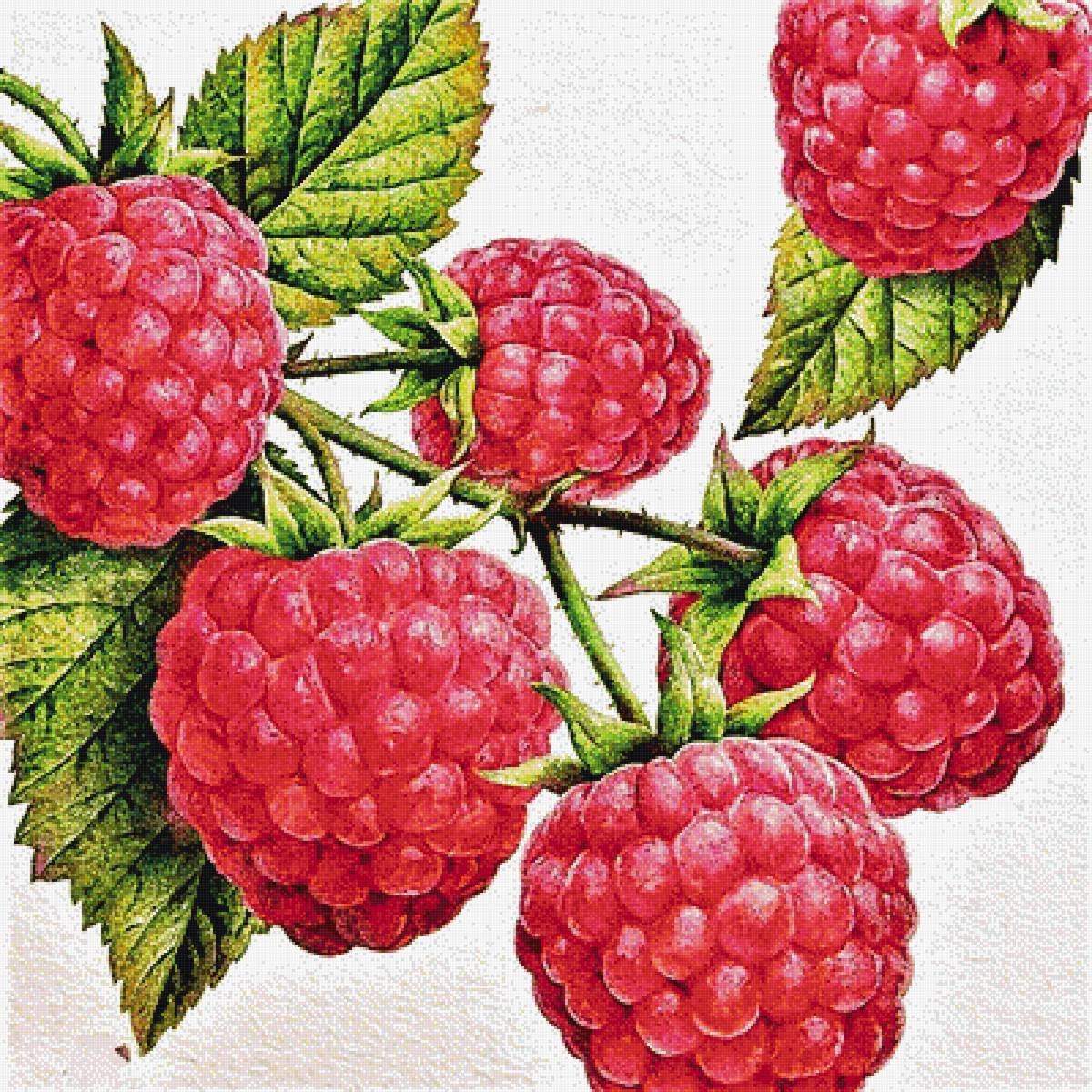 Малина рисунок