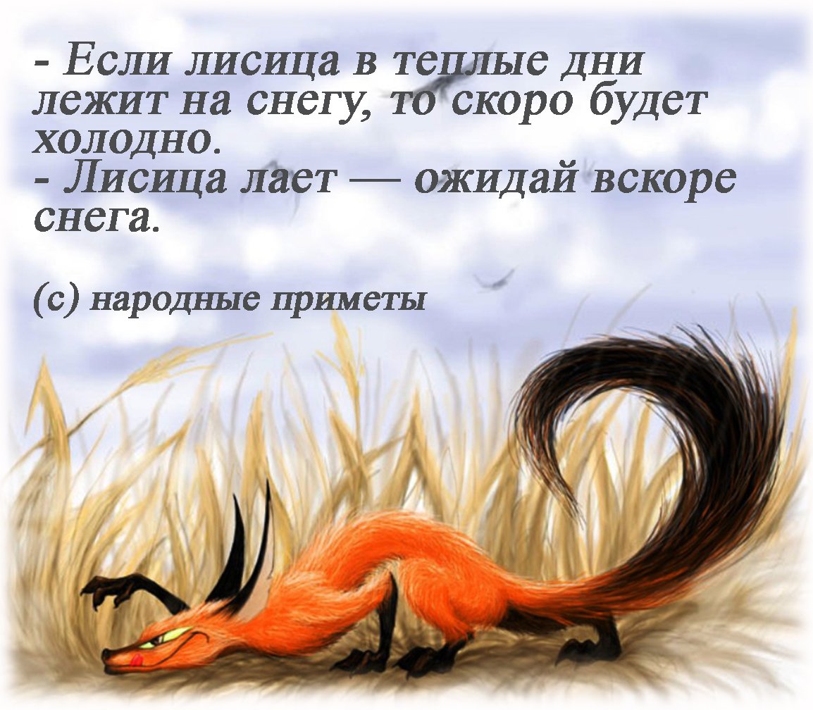 Забавные животные в лесу