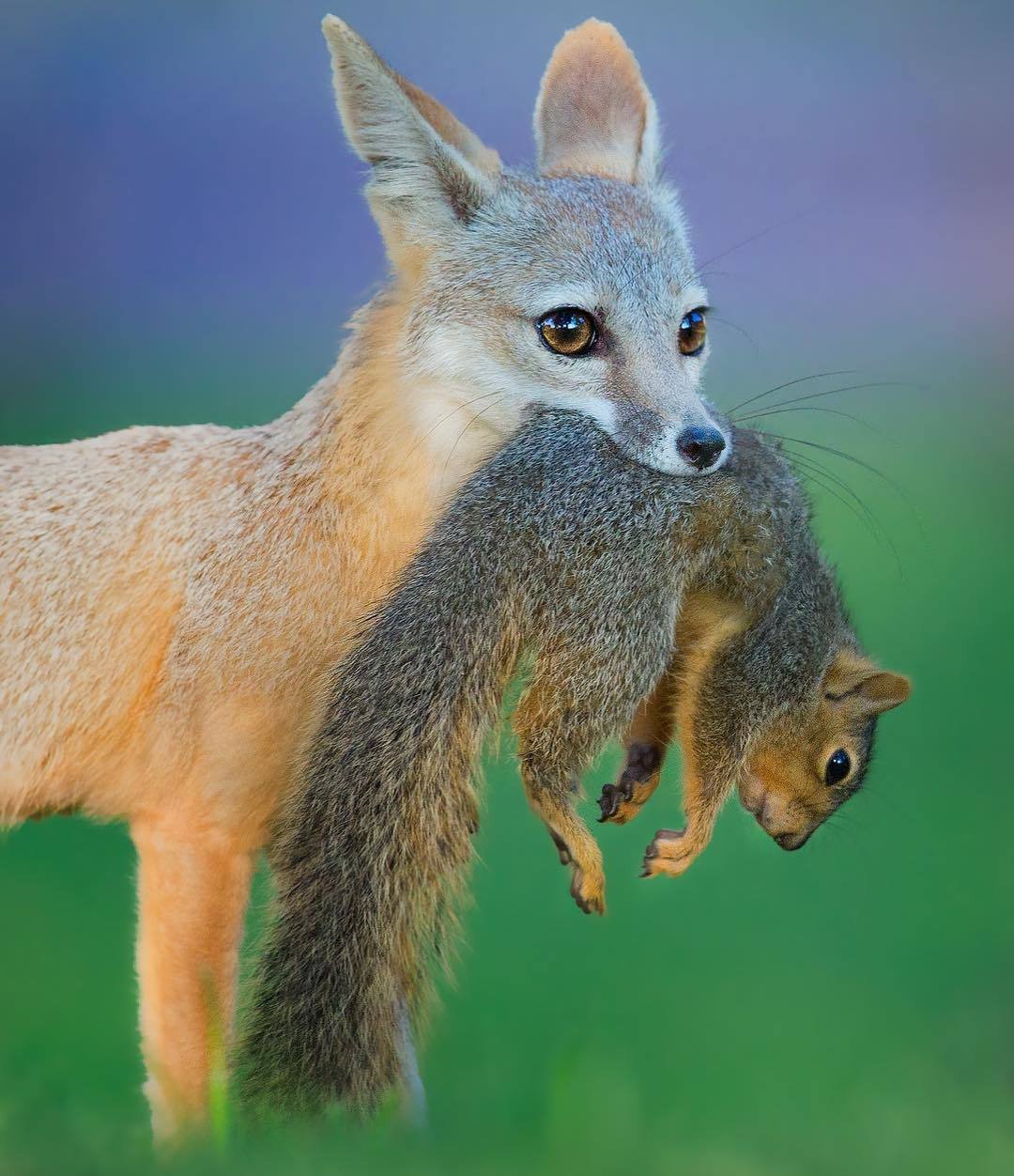 Белка Лисичка