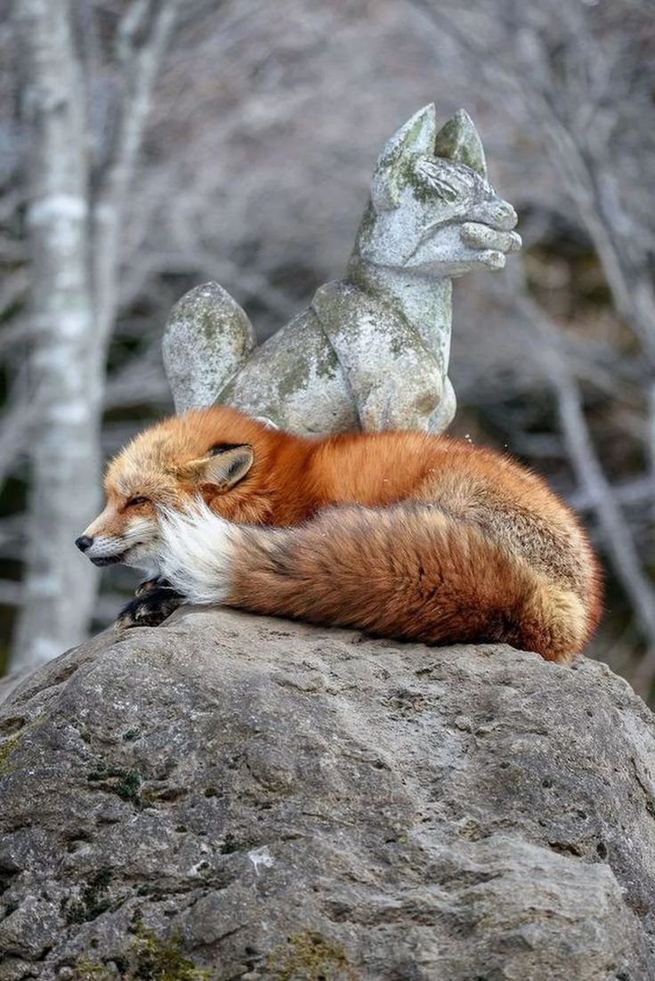 Фурри Лис tani da real