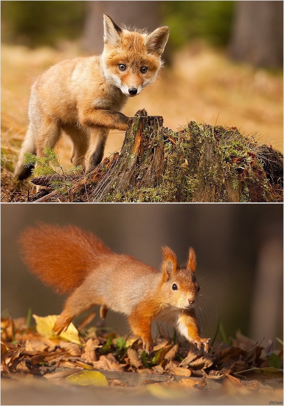 Осенний лес с животными