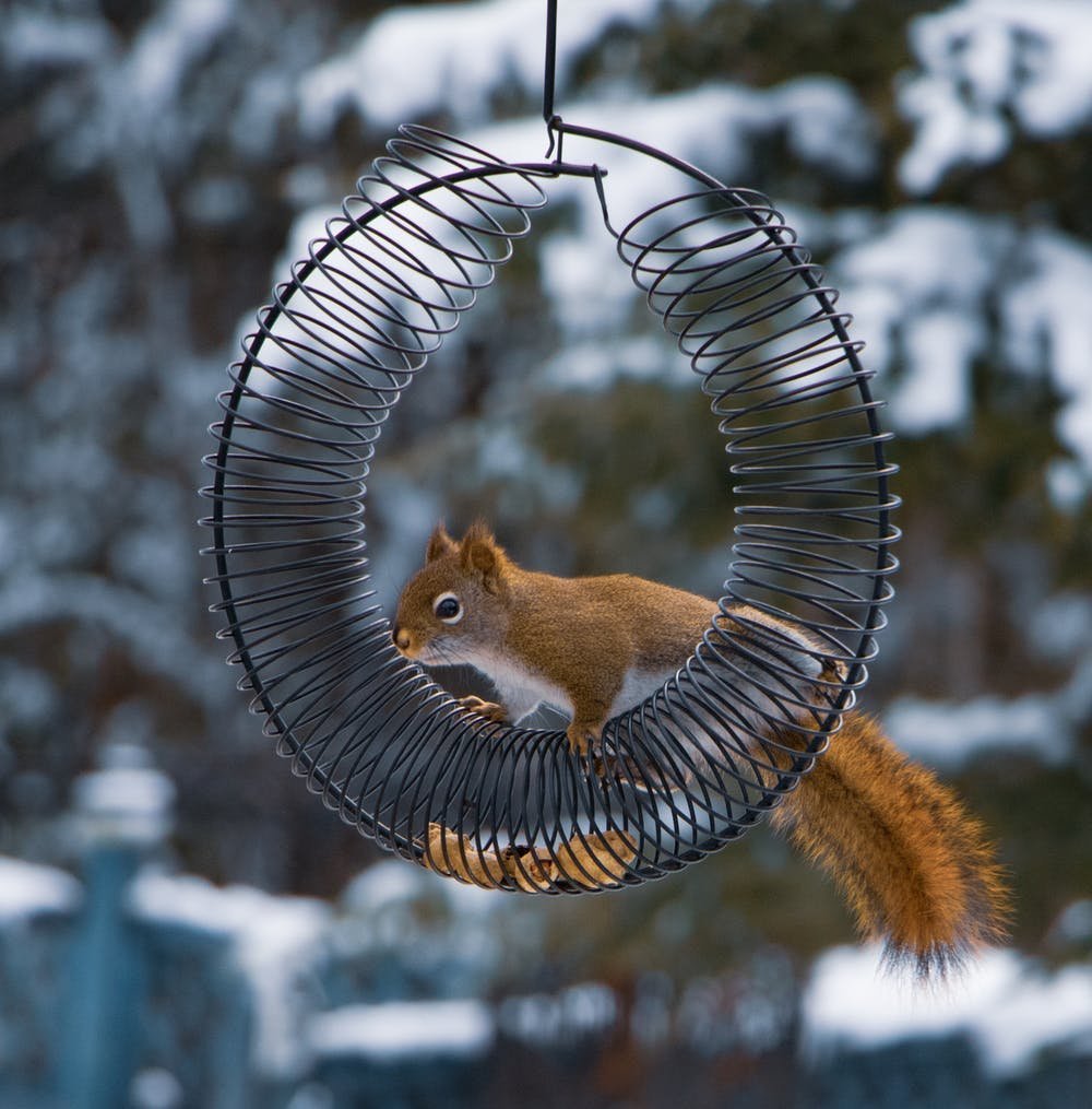 Крутиться как белка в колесе