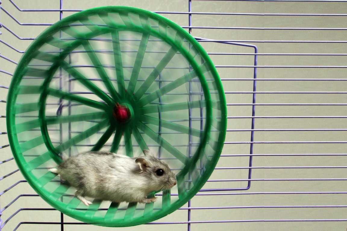 Человек белка в колесе