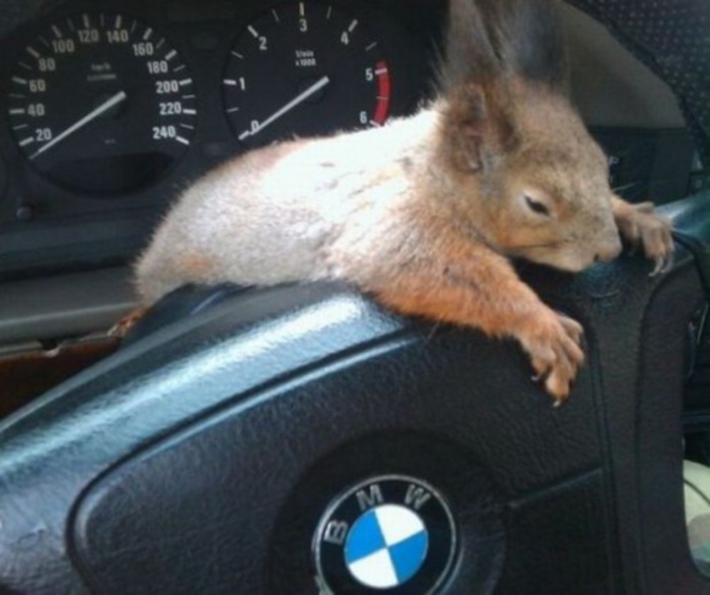 Белка в колесе гифки