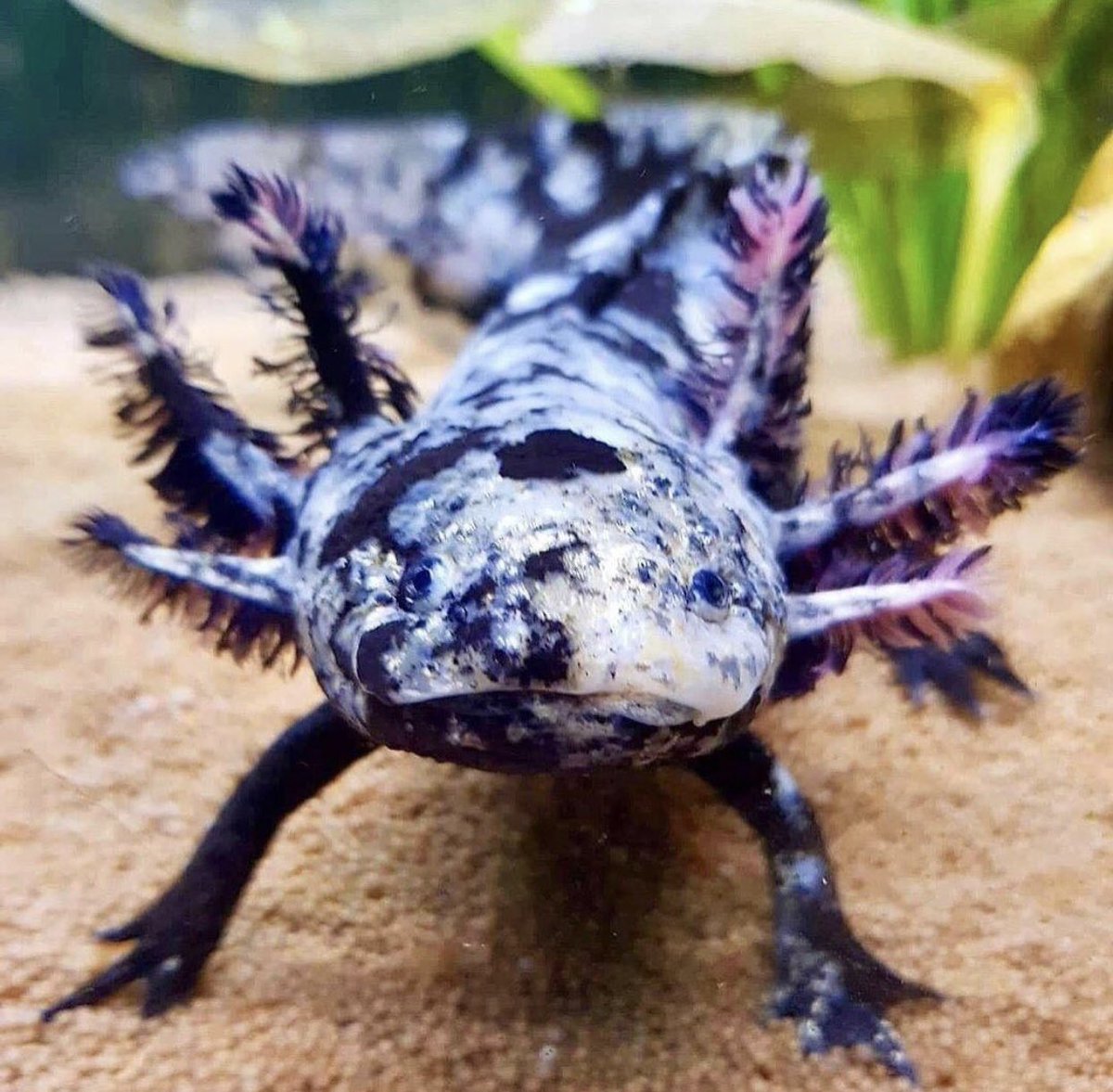 Мексиканская саламандра аксолотль