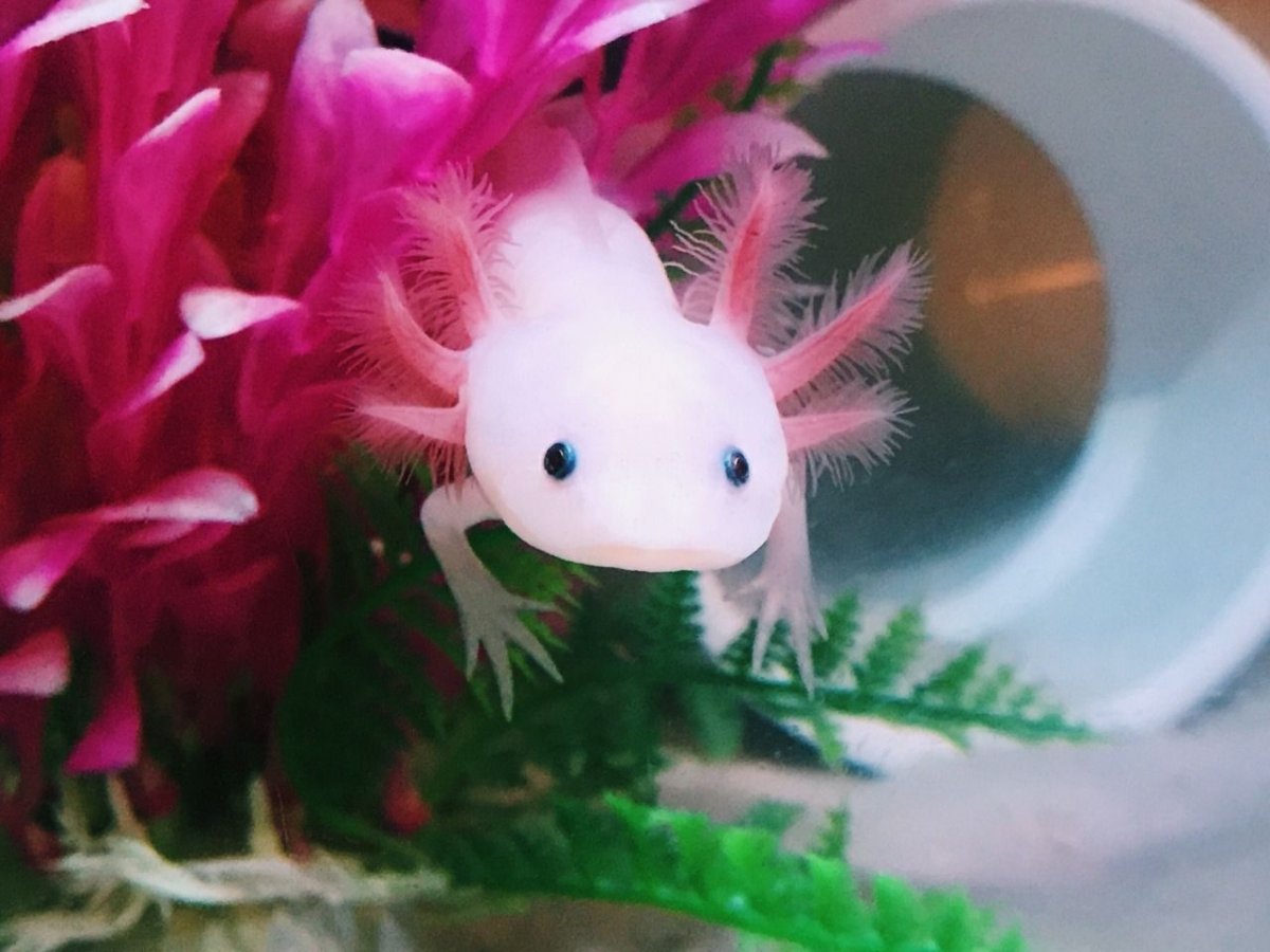 GFP аксолотль