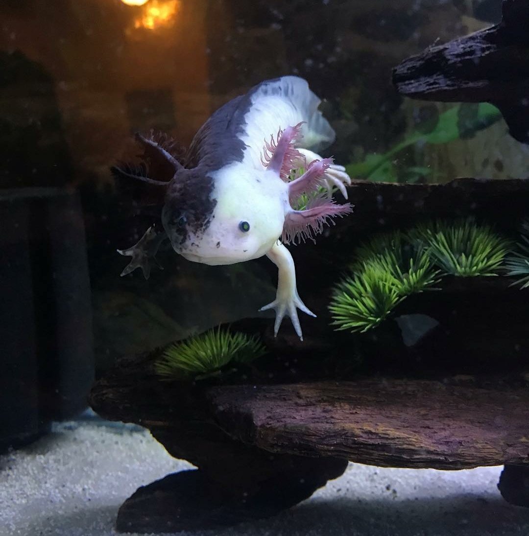 Аксолотль агатовый дракон