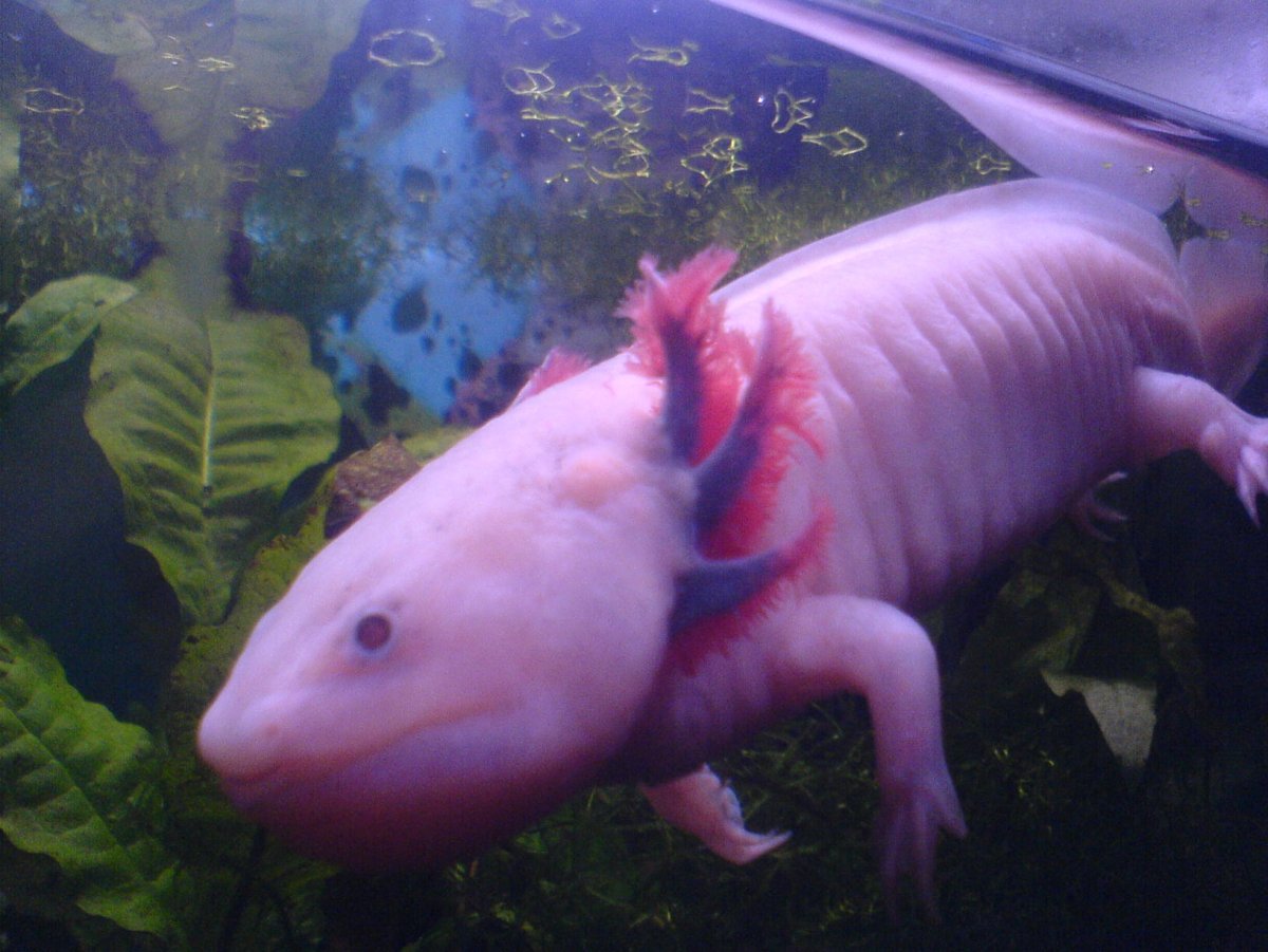 Аксолотль референсы