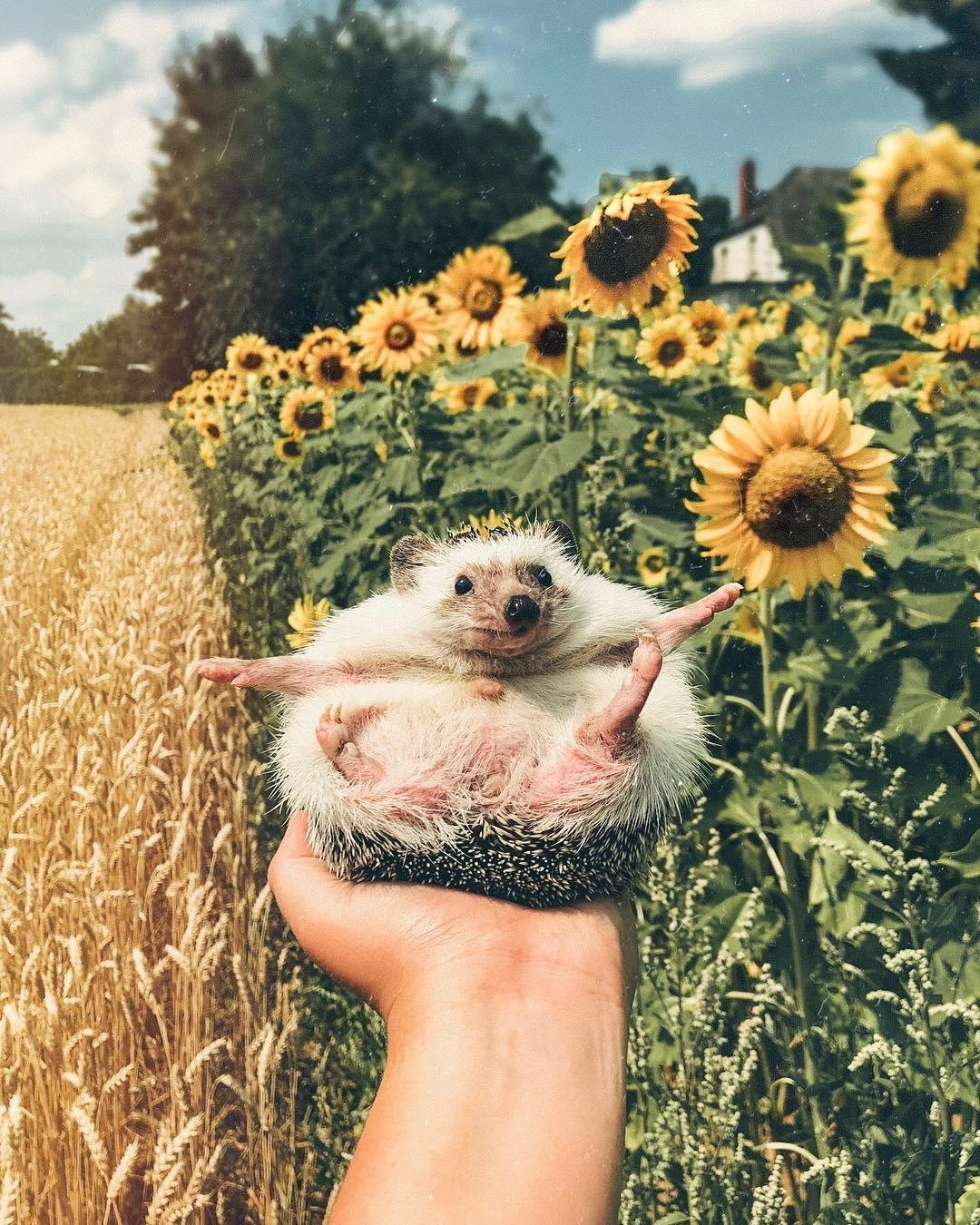 Собака смеется