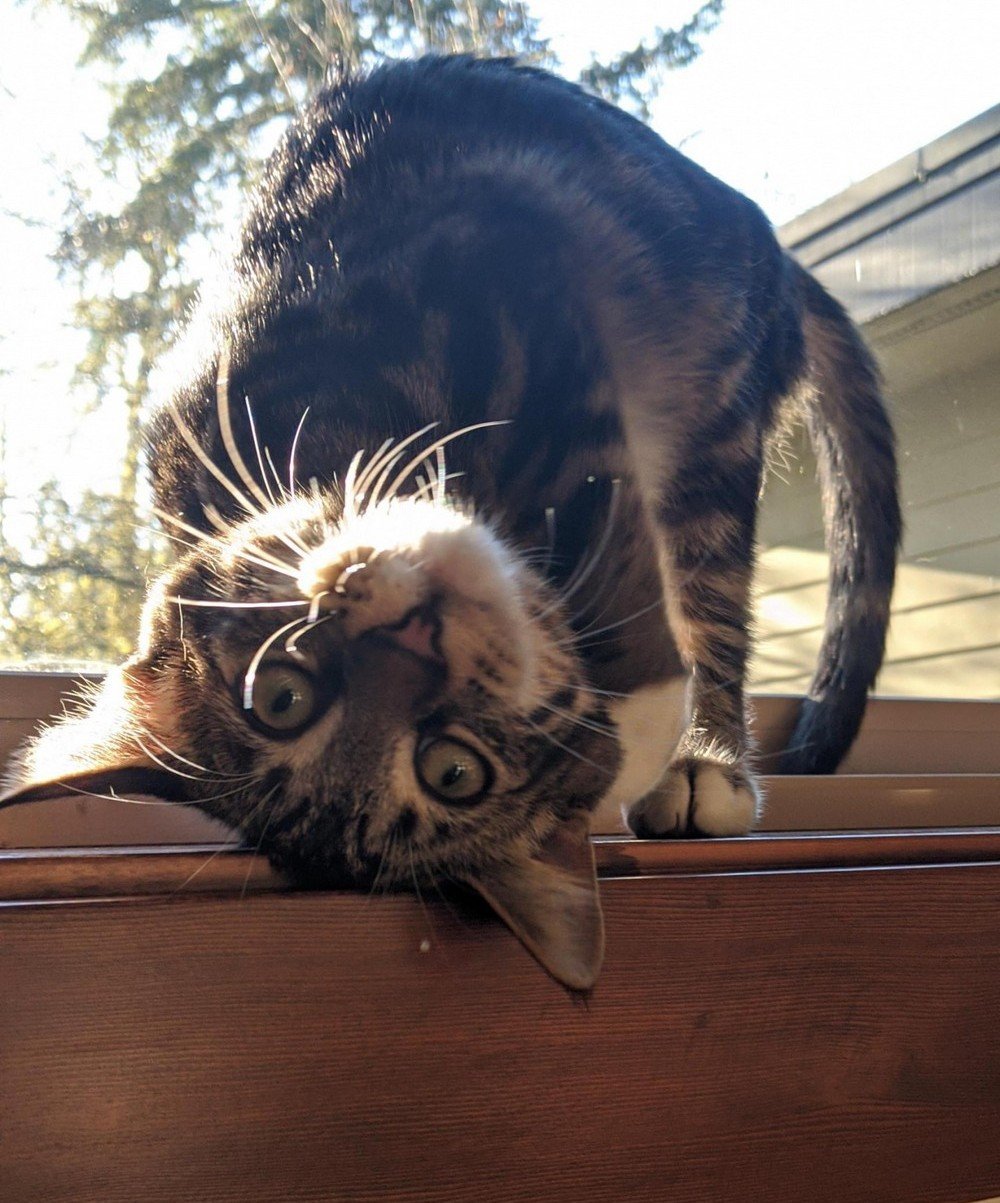 Веселые утренние коты