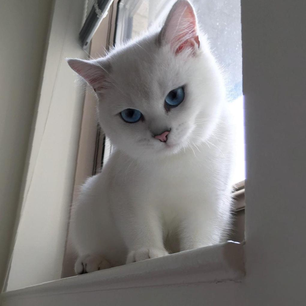 Белый кот Коби