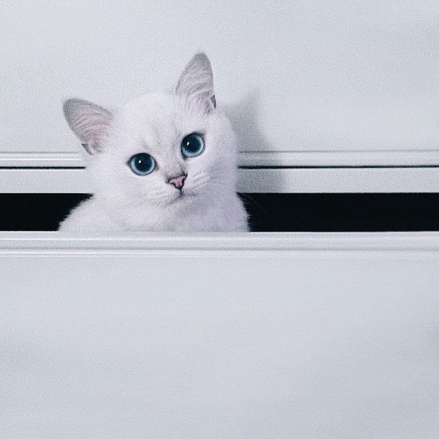 Белая кошка Эстетика