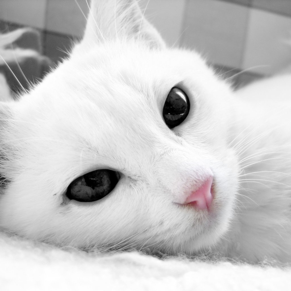 Аватарки с котиками