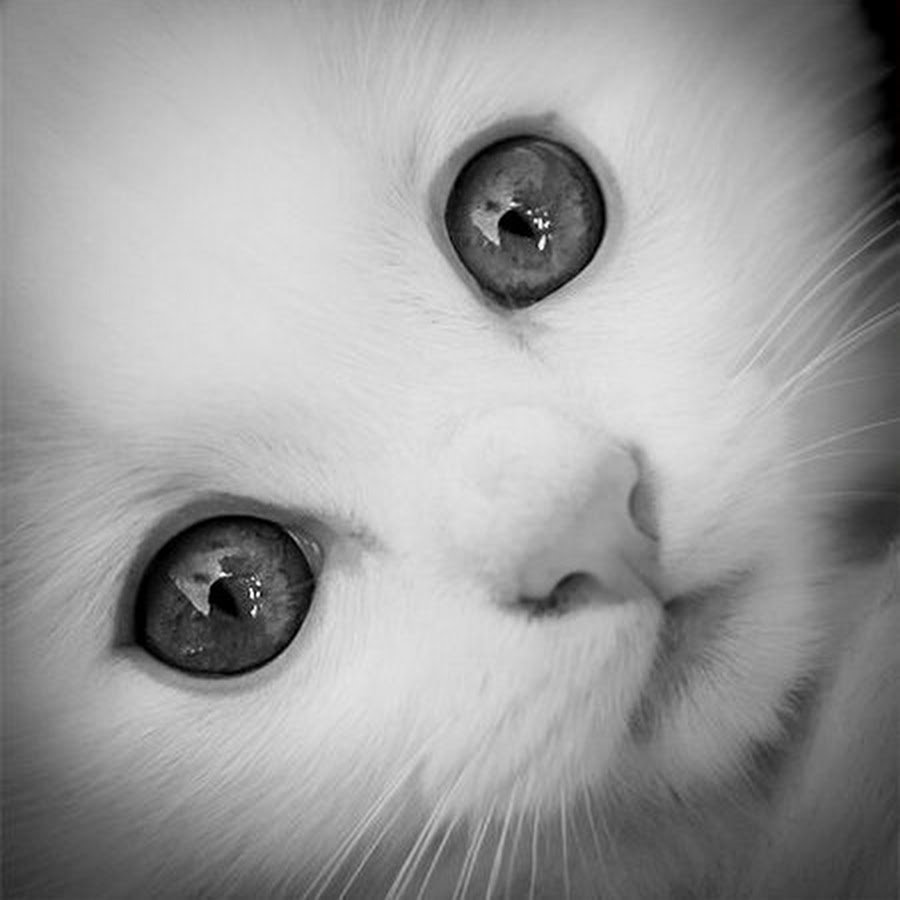 Белый котенок с черными глазами