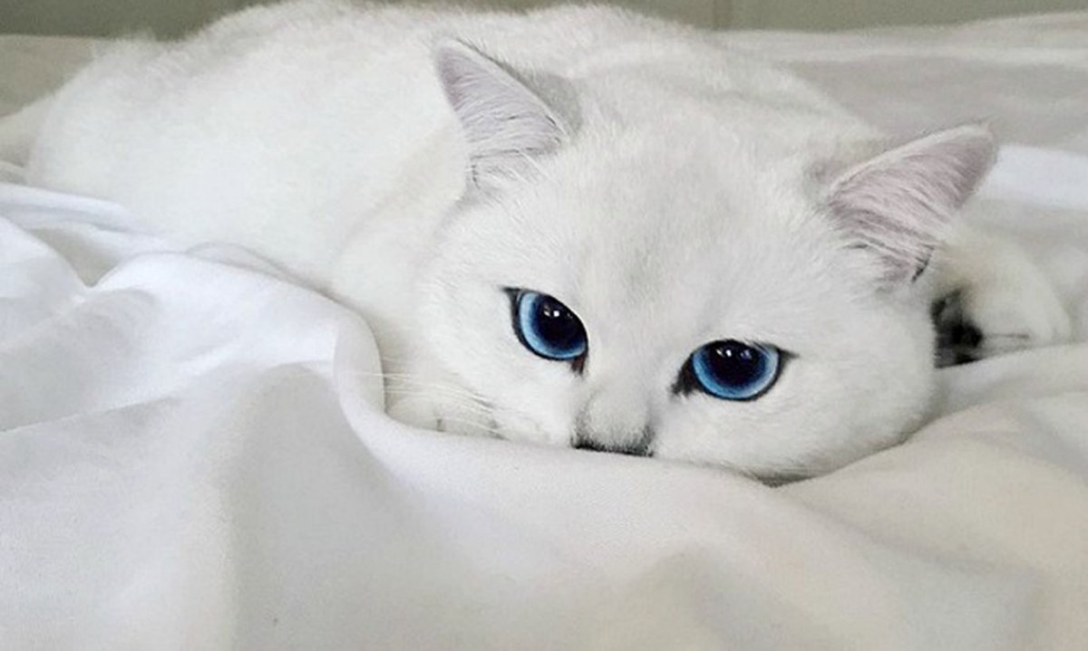 Кот Коби Британская шиншилла