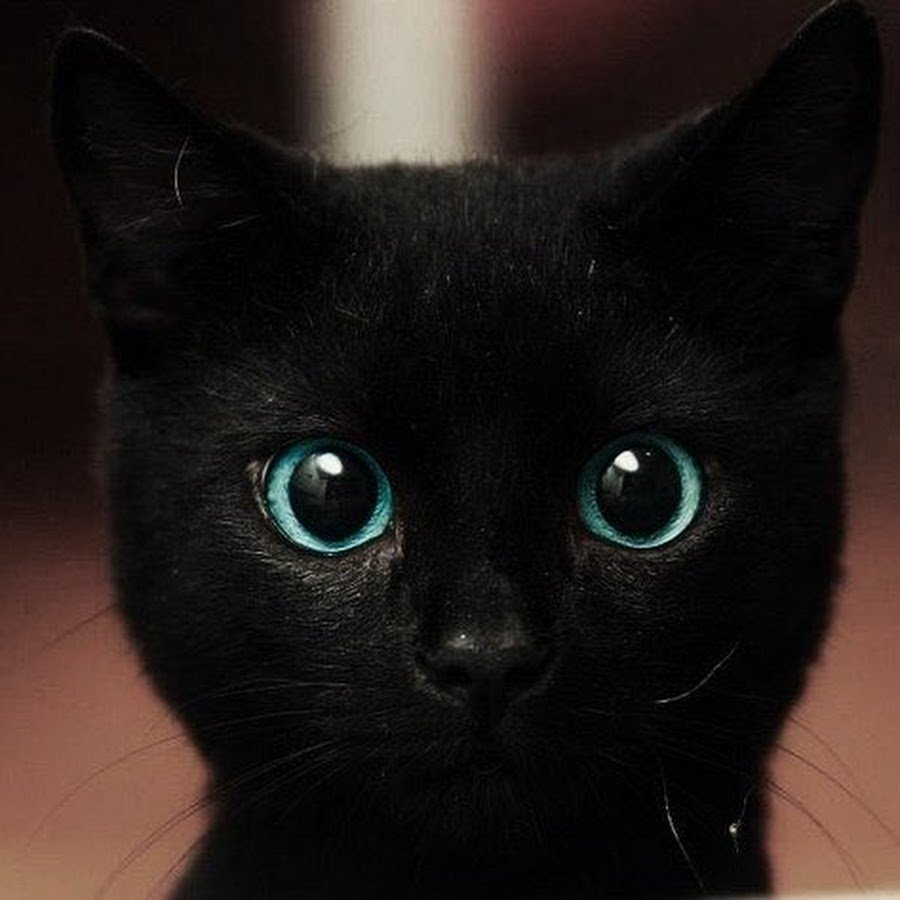 Охос азулес черный