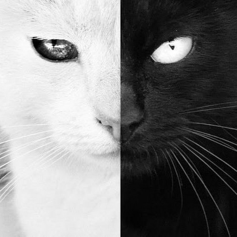 Наполовину черный кот