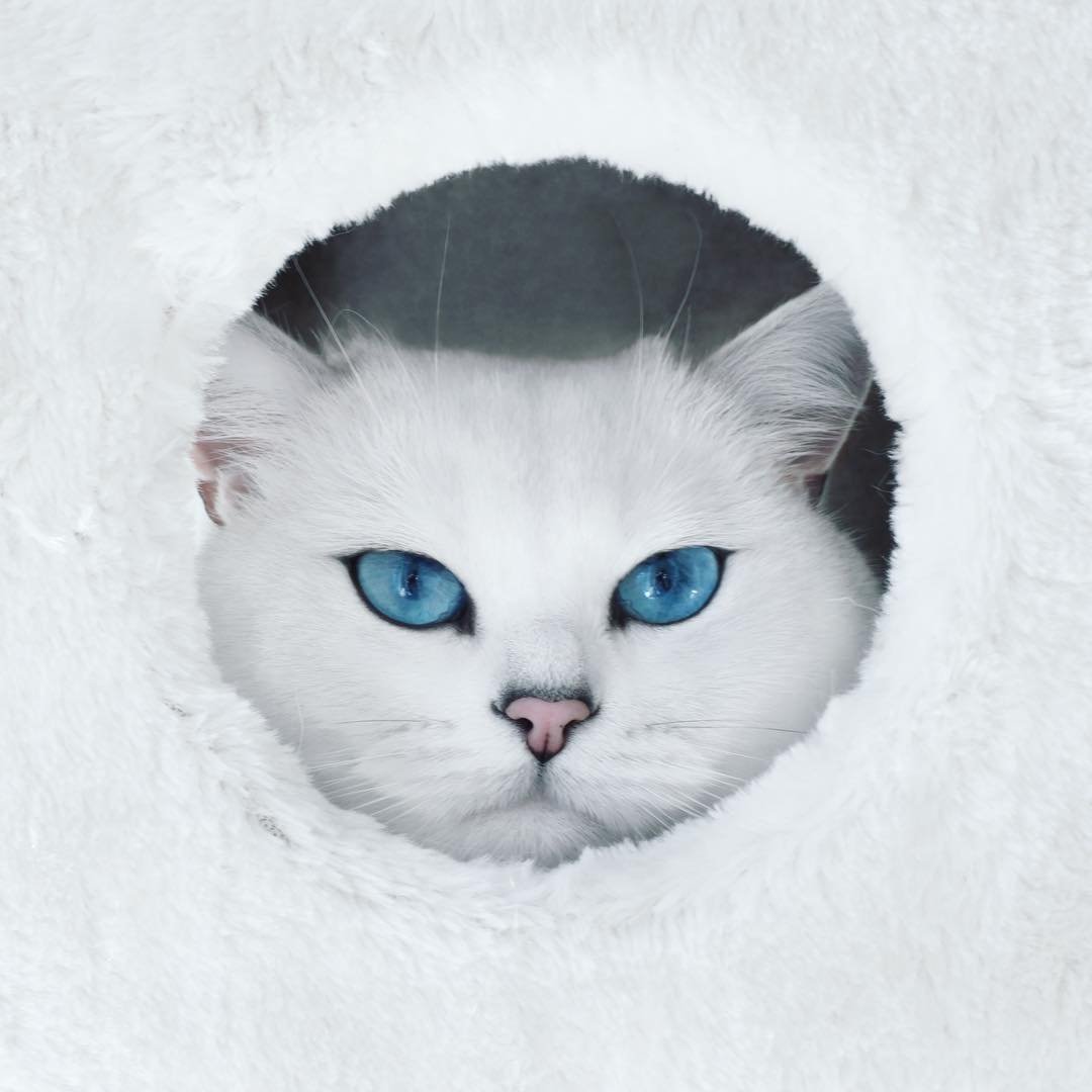 Кошка бежевая с голубыми глазами из инстаграма