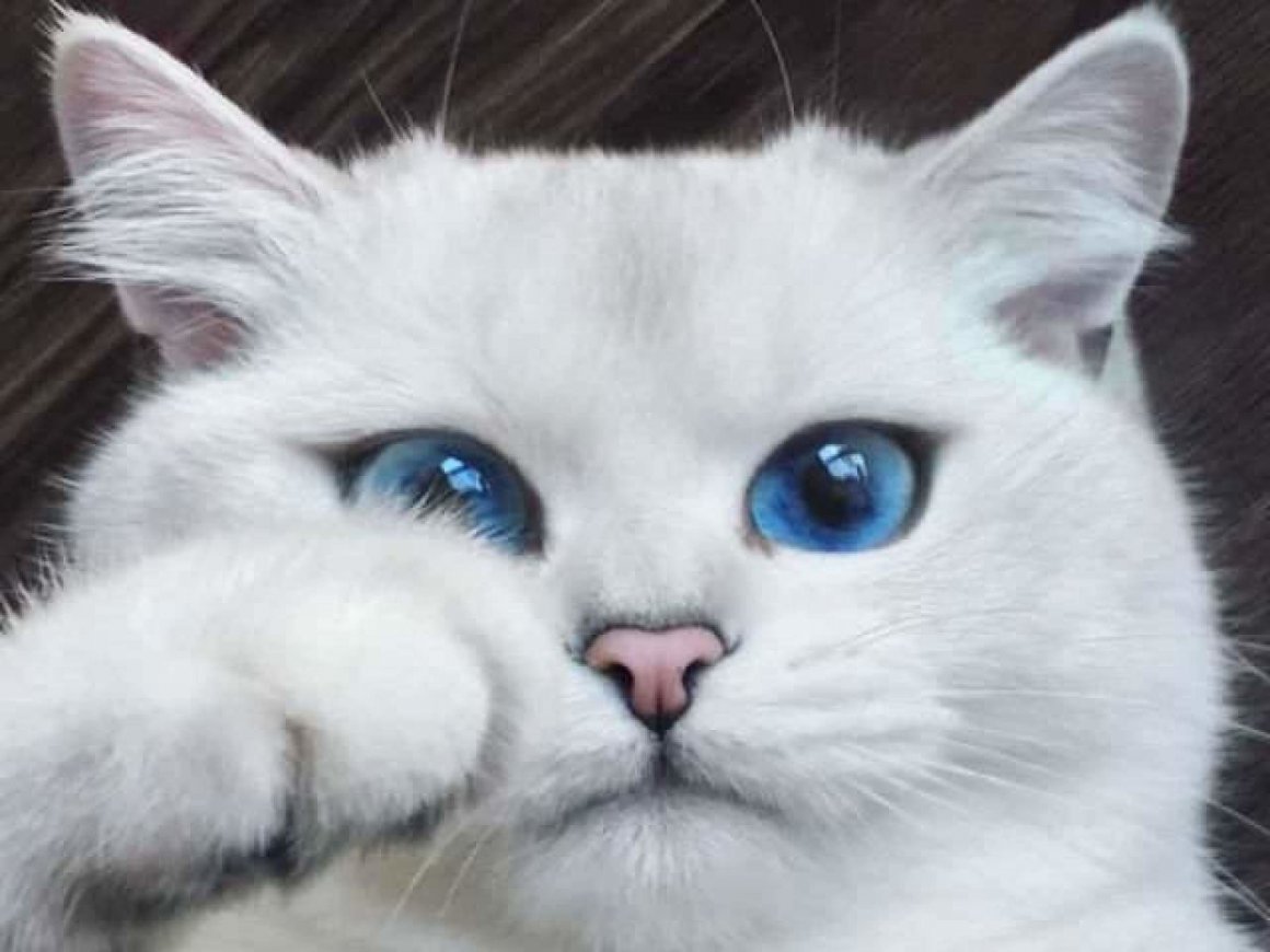 Кошка с голубыми глазами