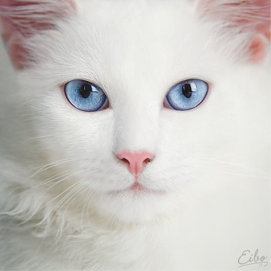 Белая кошка с голубыми глазами