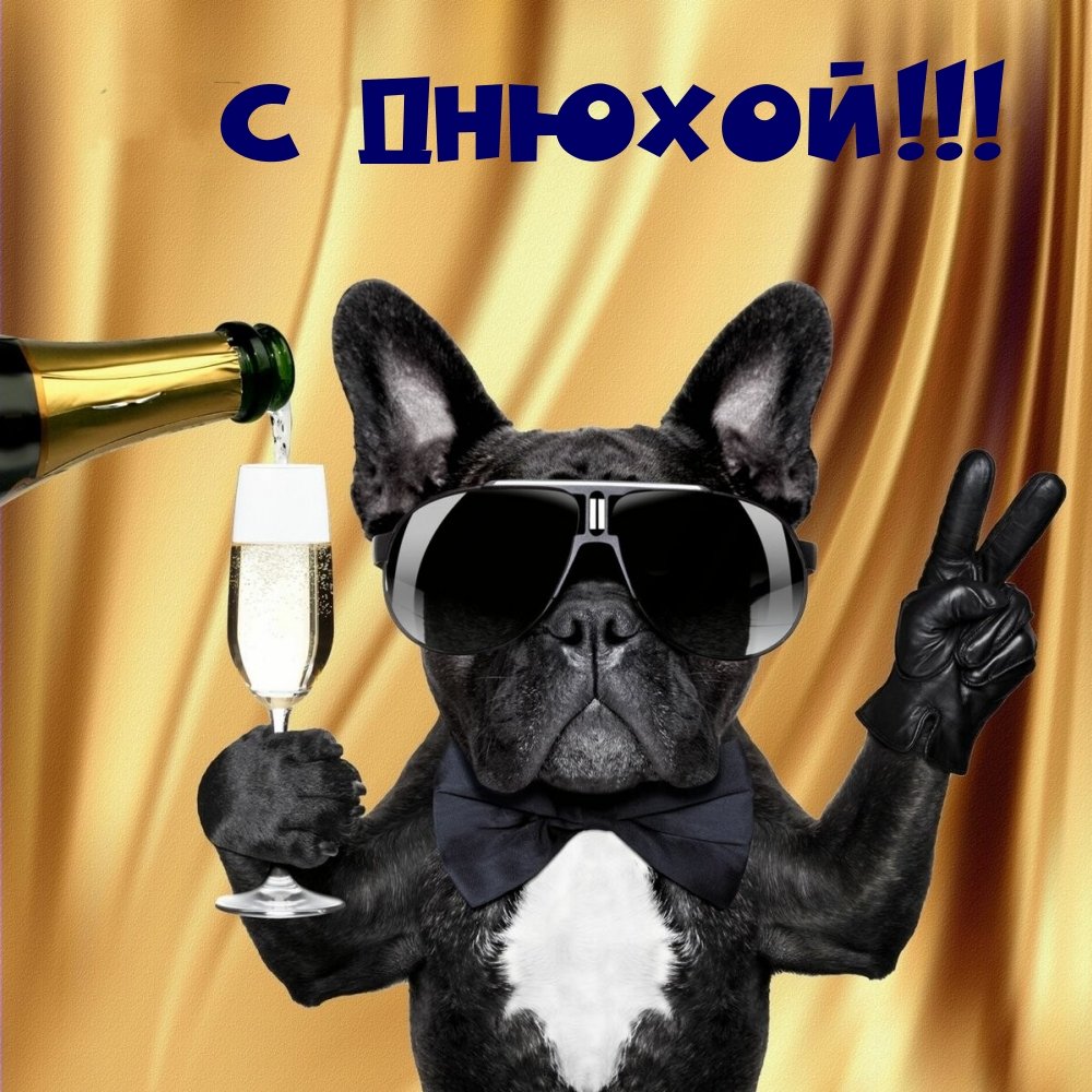 Смешные поздравления с днем рождения