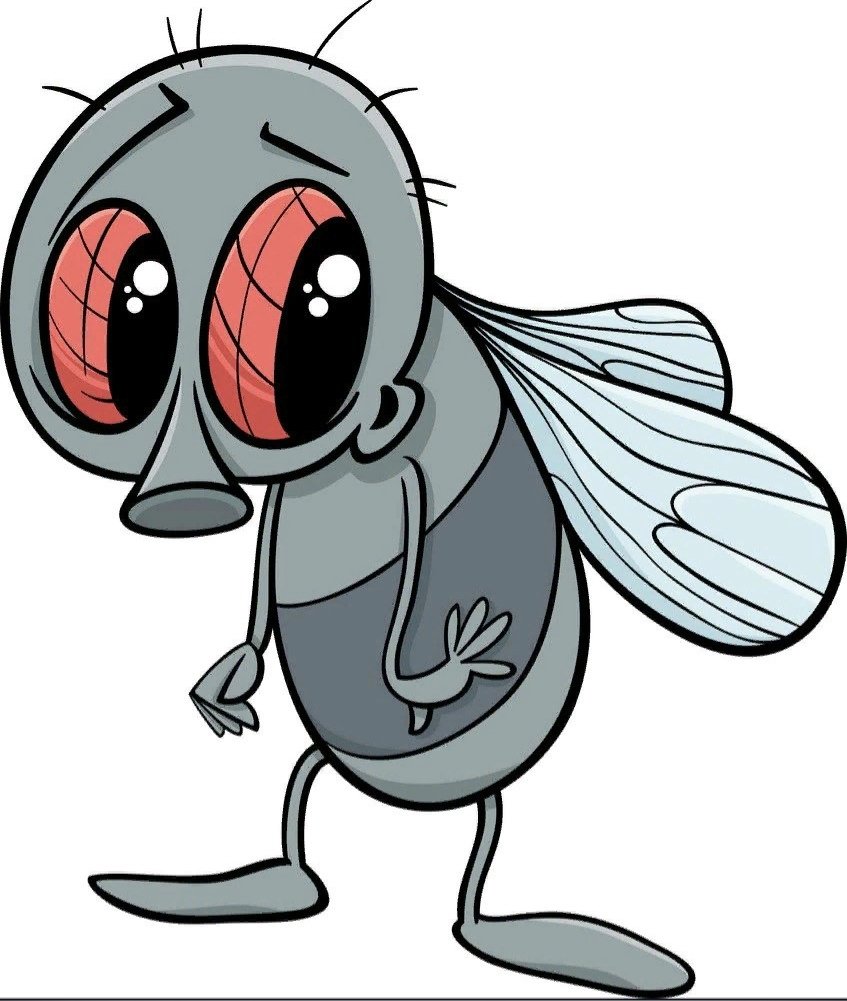 Муха картинка для детей мультяшная