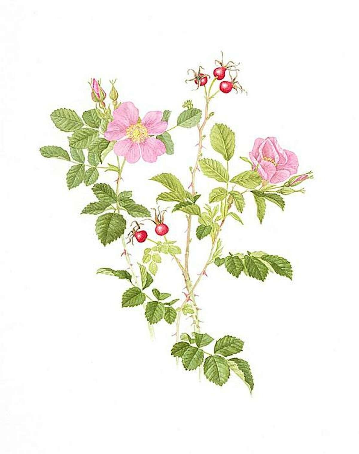 Шиповник рисунок для детей