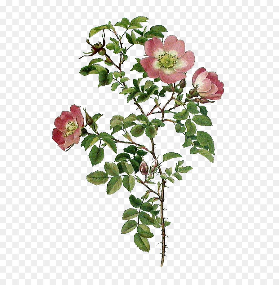 Шиповник Столистный