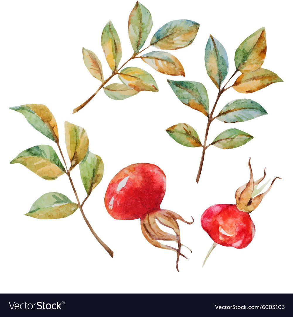 Шиповник ШИПАСТЫЙ плод