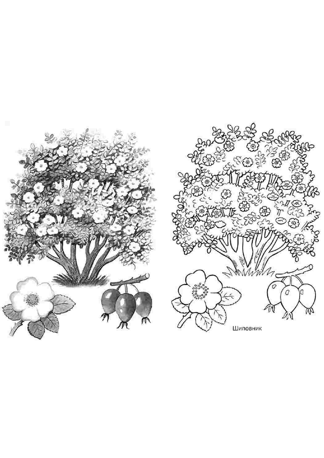Шиповник кустарник рисунок