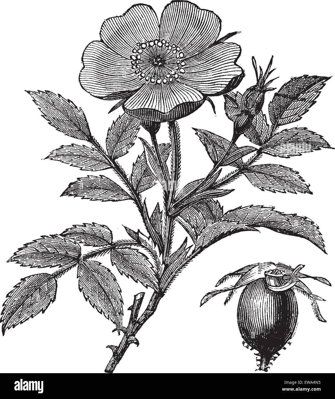 Шиповник чб