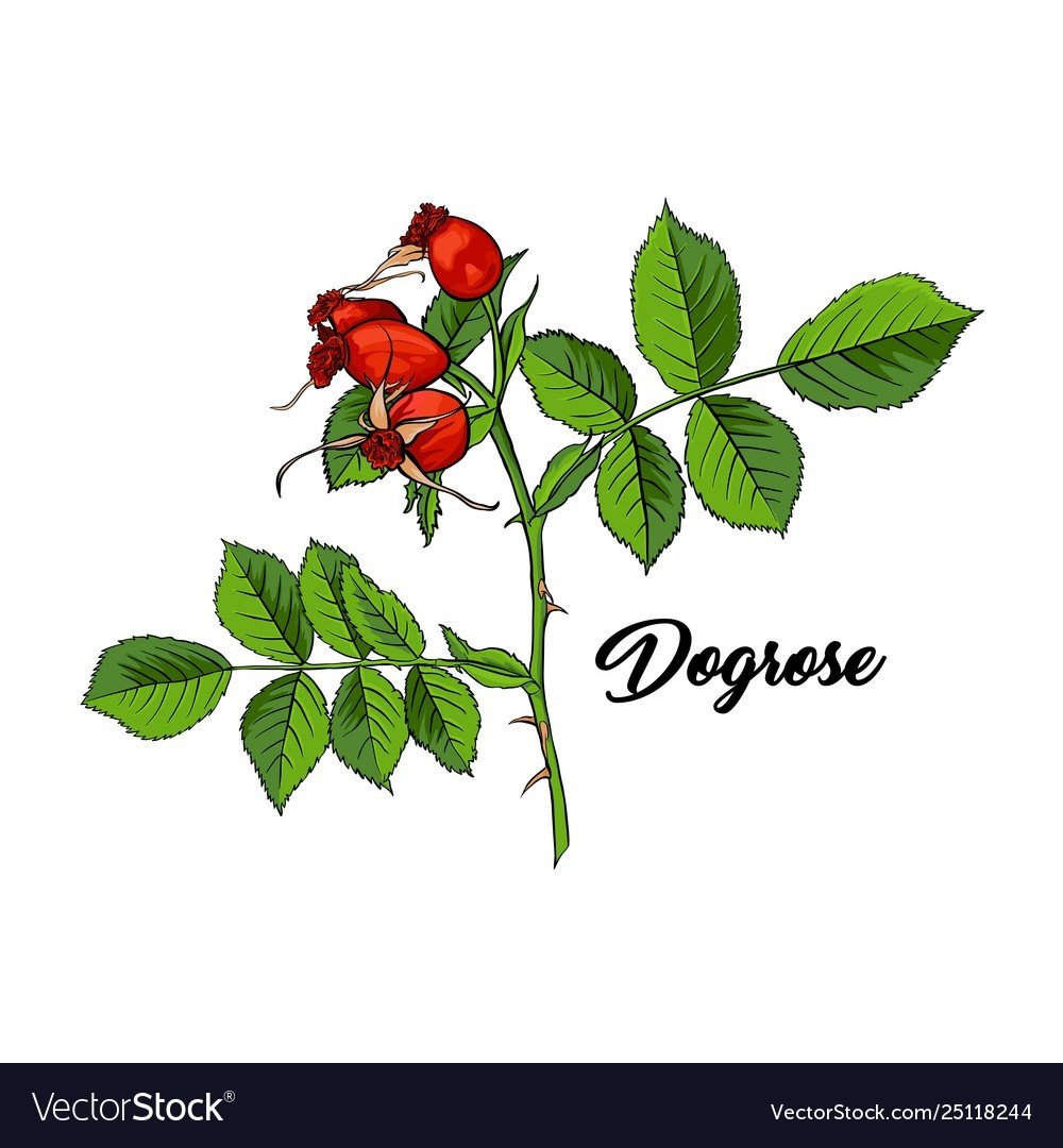 Шиповник на белом фоне нарисованная