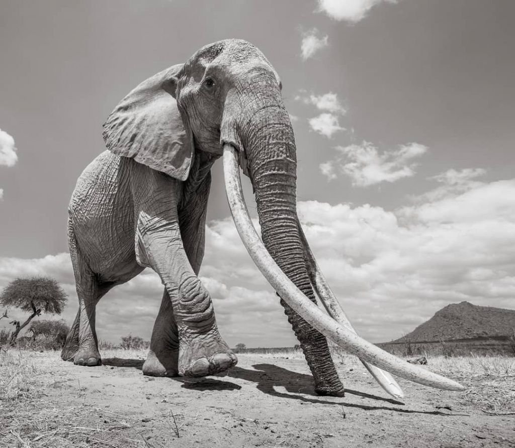 Огромные слоны