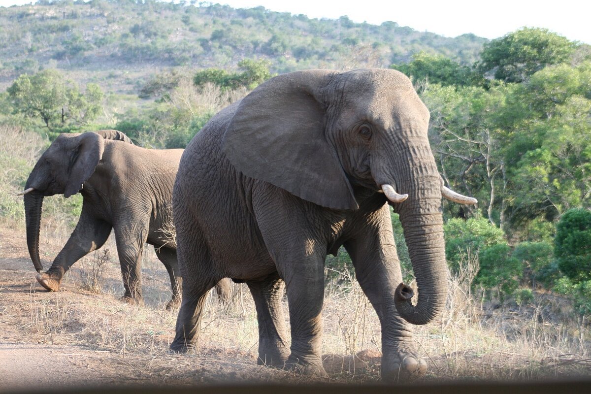 Отряд хоботные