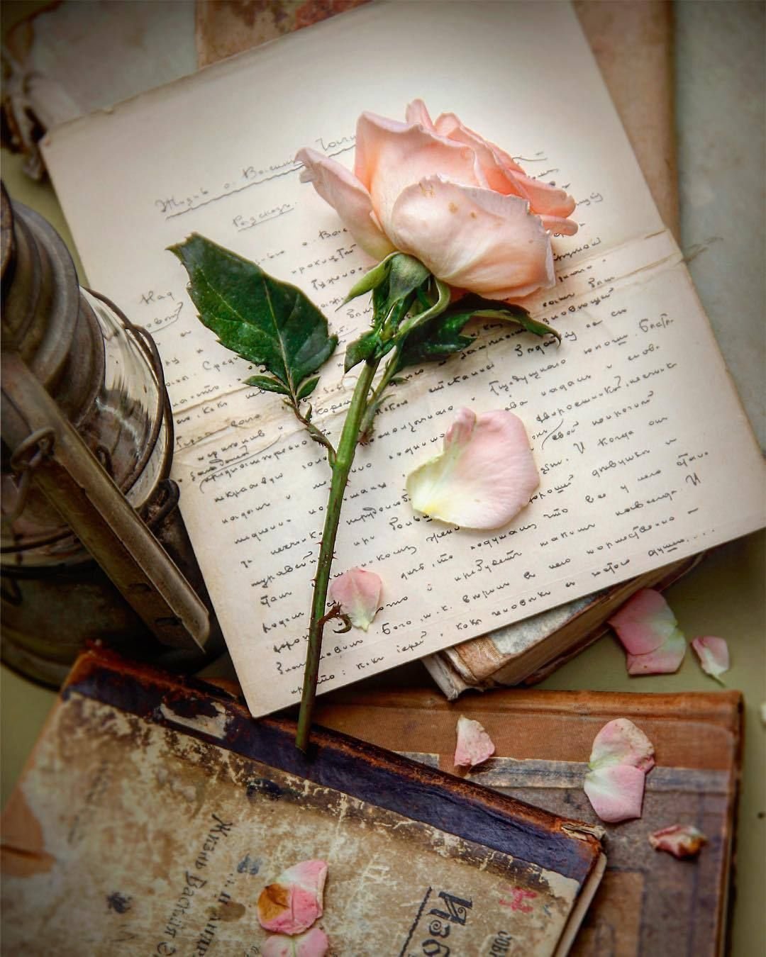 Роза на книге