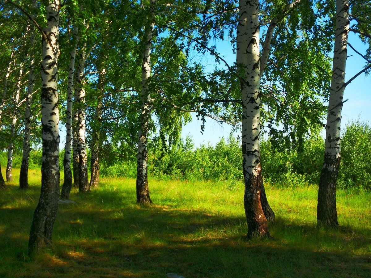 Березовая роща Томск