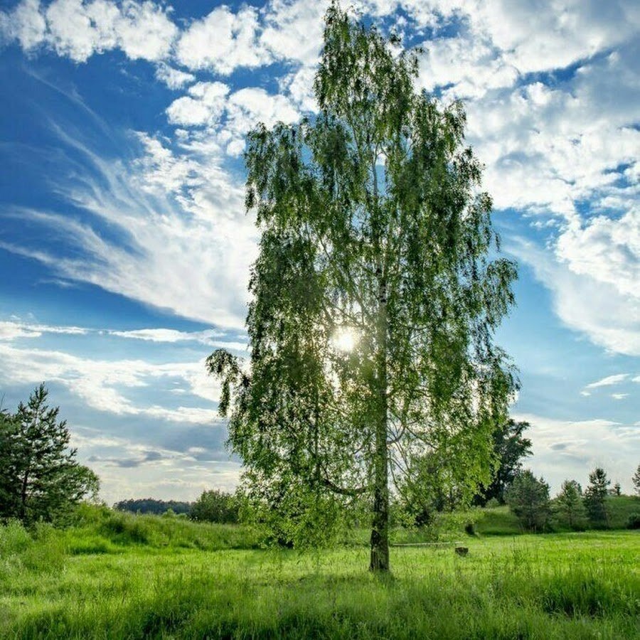 Береза летом