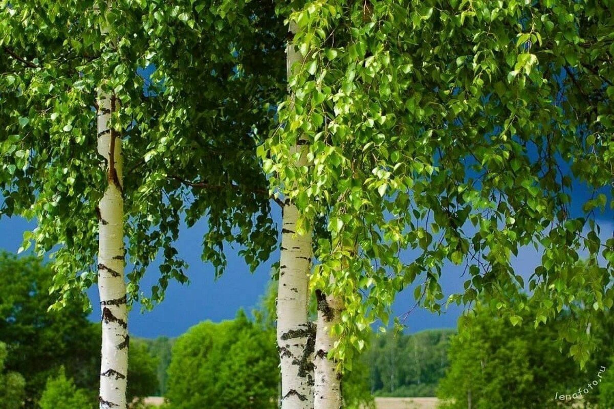 Березовая роща береза повислая