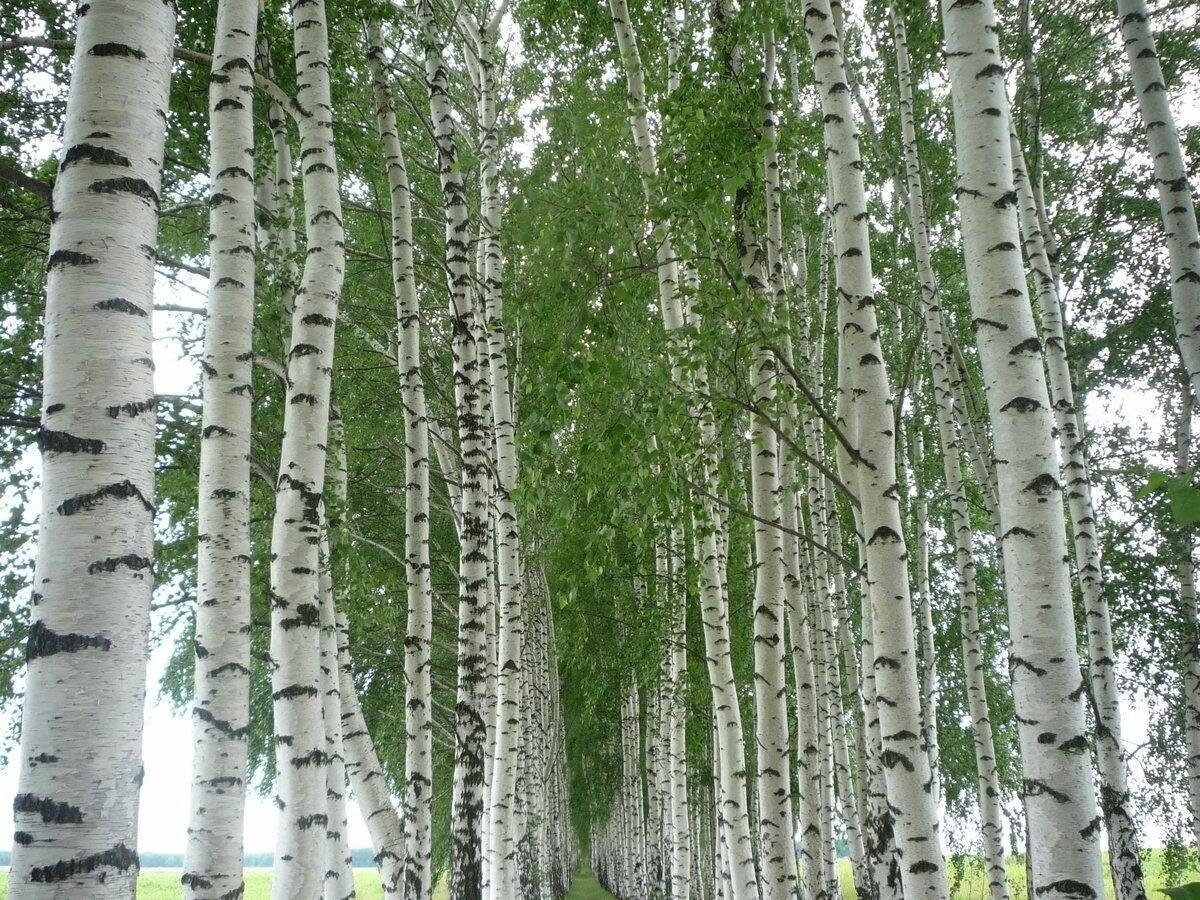 Белоствольная береза
