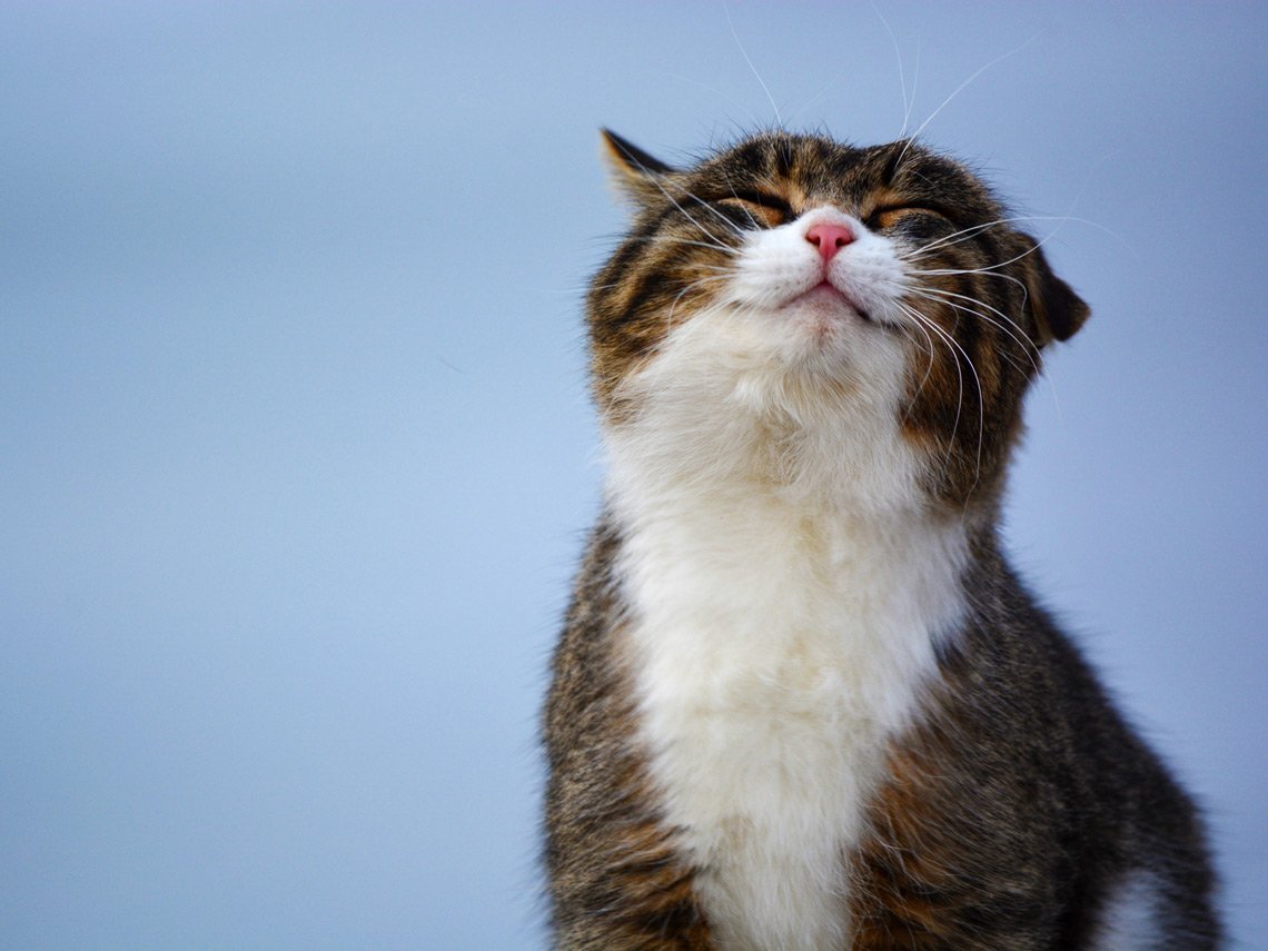 Кот улыбается