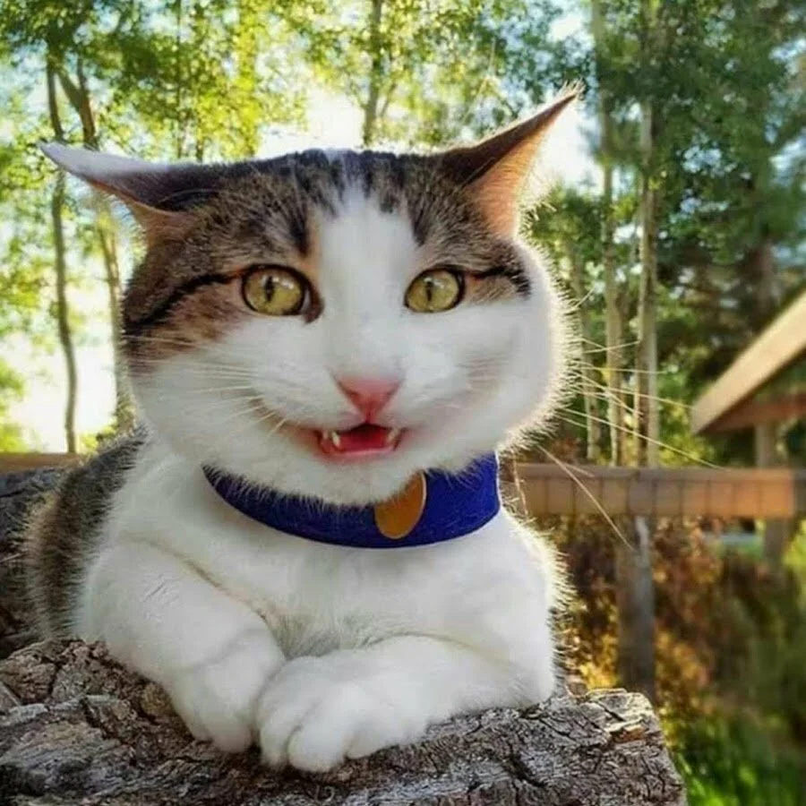 Мяуканье маленьких котят