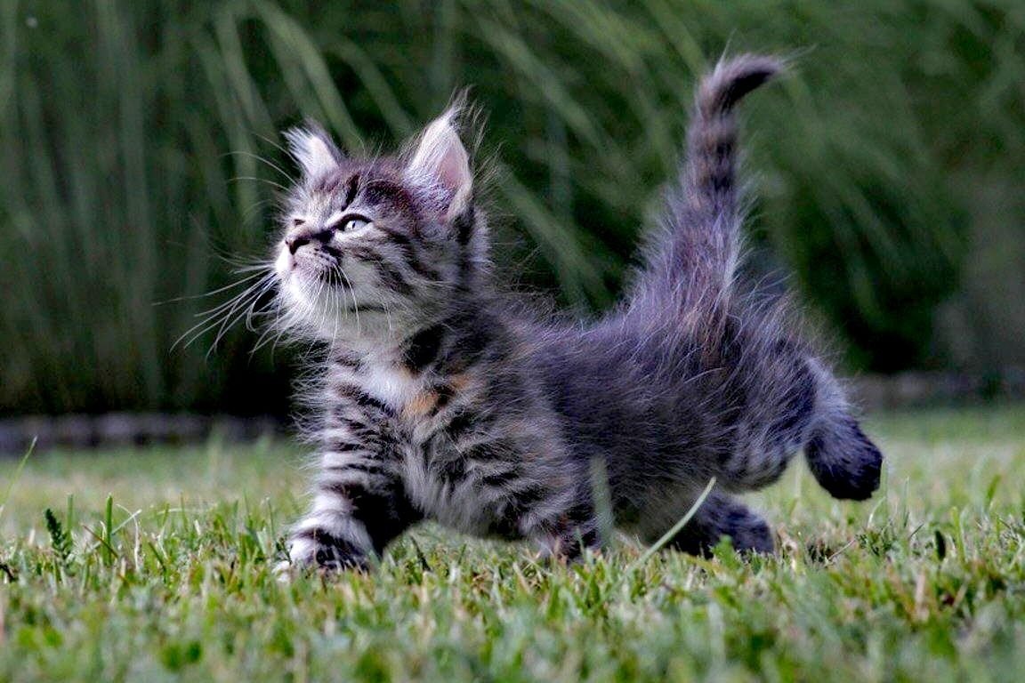 Стикер "котик"