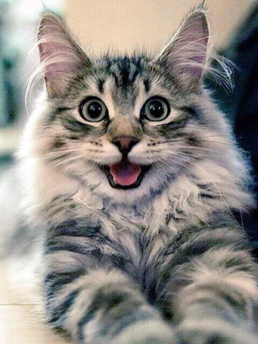 Смешные пикчи с котиками