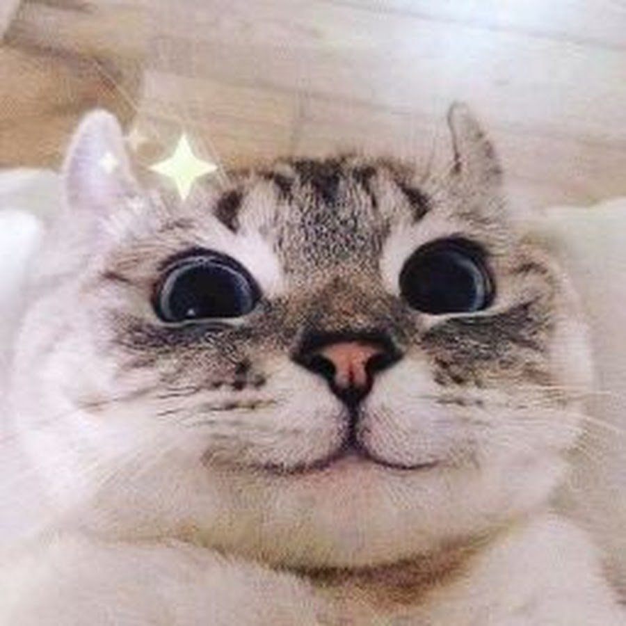 Наклейки котики