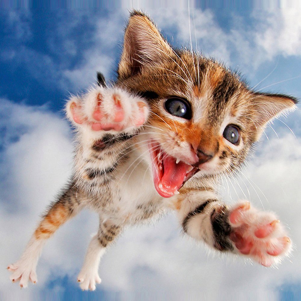 Счастливый кот